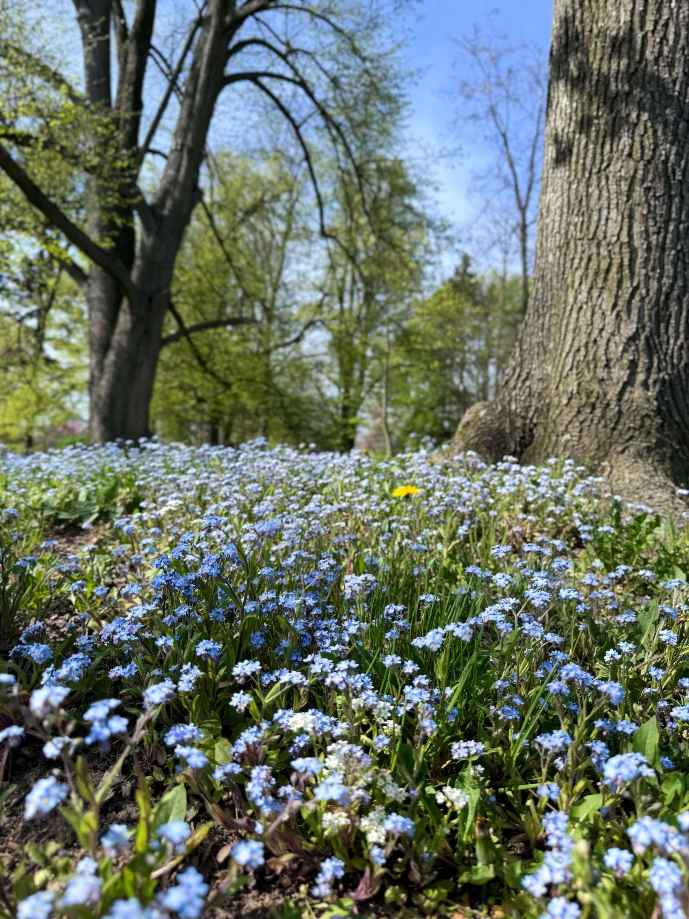 Zámecký park