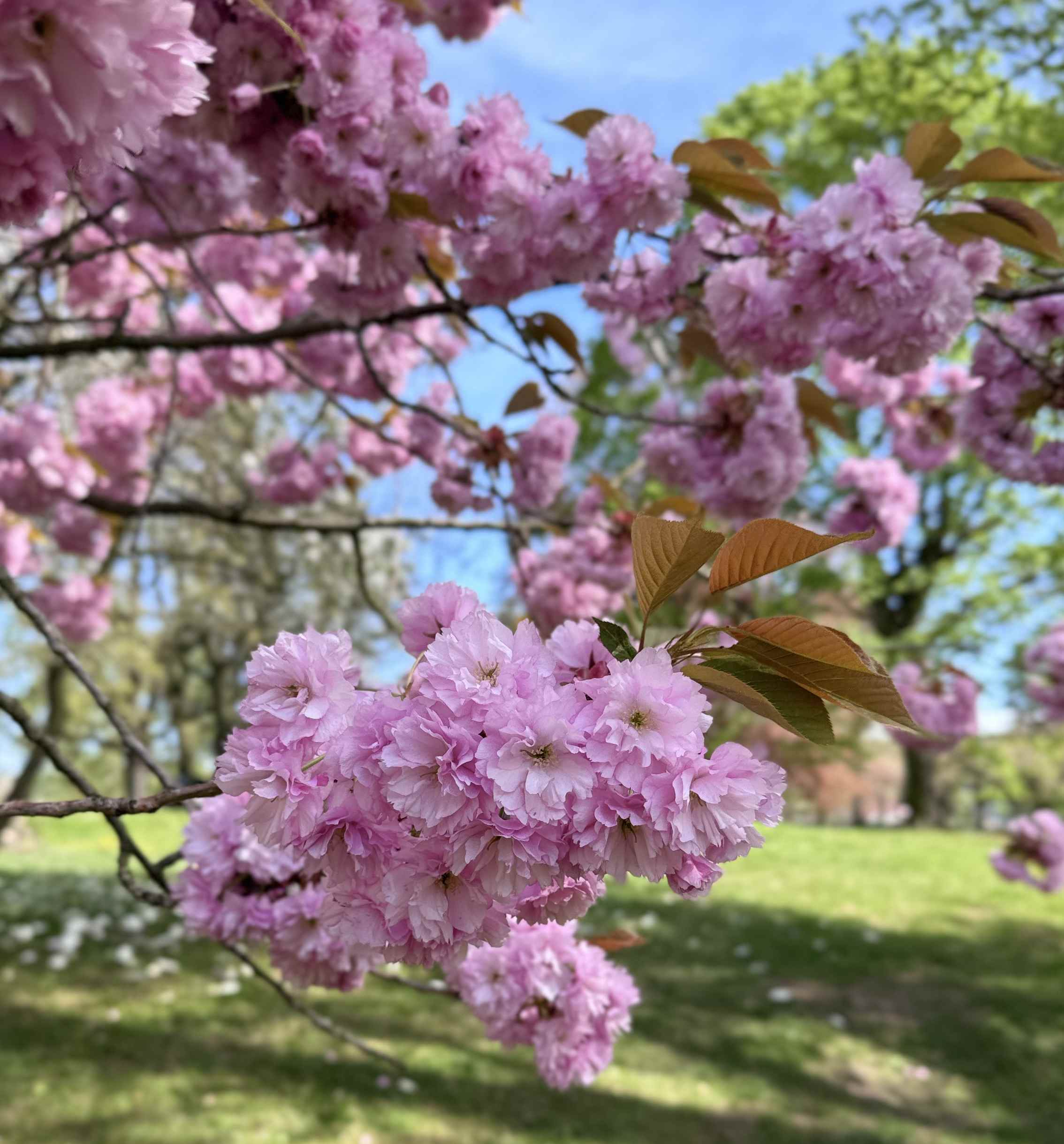 Entspannung unter den Baumkronen